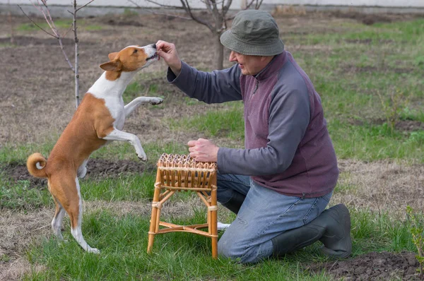 Mann Lehrt Niedlichen Basenji Hund Einfache Tricks Frühlingsgarten — Stockfoto