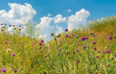Yaz saati, bir tepe üzerinde yabani deve dikeni alanıyla