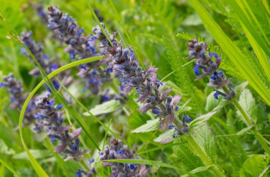 Engerekler Bugloss veya Blueweed (Echium vulgare) alan Ukrayna doğal ortamda