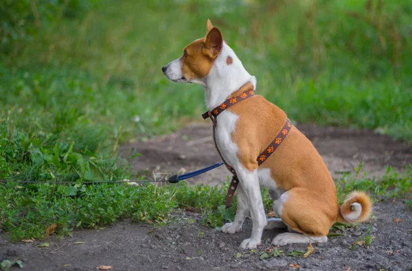 Outdoor portrait (side view) of basenji dog sitting on the ground (shallow dof) at summer season