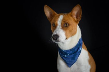 Şık köpek modeli - alçaklık köpek mavi fular takan erkek düşük anahtar portresi