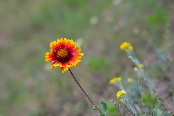 Ensam Indiska Filt Blomma Vilda Fält — Stockfoto