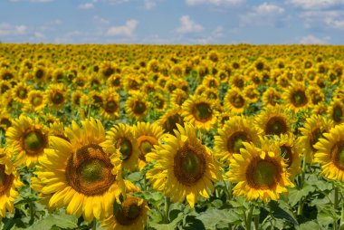 Kitleler ayçiçeği Haziran itibariyle Ukrayna tarım alanı