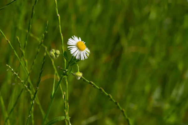 Дикий Цветок Erigeron Annuus Летом Среди Зеленых Свежих Трав — стоковое фото