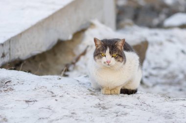 Soğuk kış gününde bir kar üzerinde otururken dinlenme Adorable sokak kedi