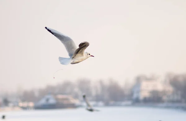 Gull Defecating Vinter Flyger — Stockfoto