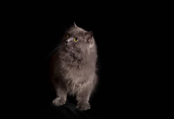 Cruce Gato Siberiano Persa Sobre Fondo Negro Mirando Hacia Arriba — Foto de Stock