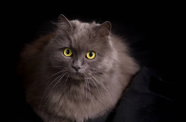 Porträtt Blandras Siberian Och Persisk Katt Svart Bakgrund Ser Allvarligt — Stockfoto