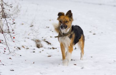 Açık tatlı karışık-breed köpeğe kış portresi