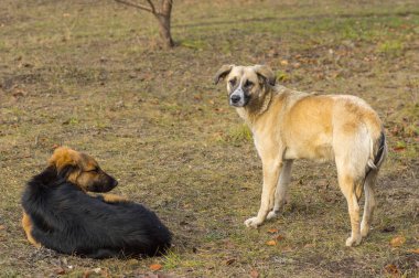 Çift eski açık havada Noel arifesi hakkında rüya dinlenme köpekler başıboş