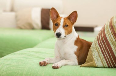 Kanepede yatan şirin alçaklık köpek