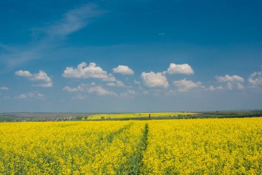 Bahar yatay, çiçekli kolza tohumu alan merkezi Ukrayna