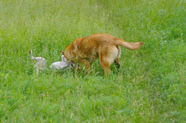 Dos Perros Peleando Hierba Primaveral Uno Basenji Otro Mestizo —  Fotos de Stock