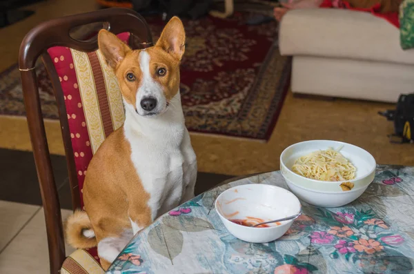 Lindo Basenji Pregunta Cuando Maestro Colocar Verdadera Comida Canina Mesa — Foto de Stock