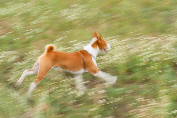 Ορμητικός Basenji Καλπάζοντας Ύπαιθρο Σκύλο — Φωτογραφία Αρχείου