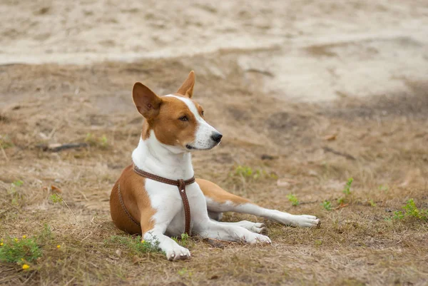 Majestätiska Basenji Hund Vilar Marken — Stockfoto