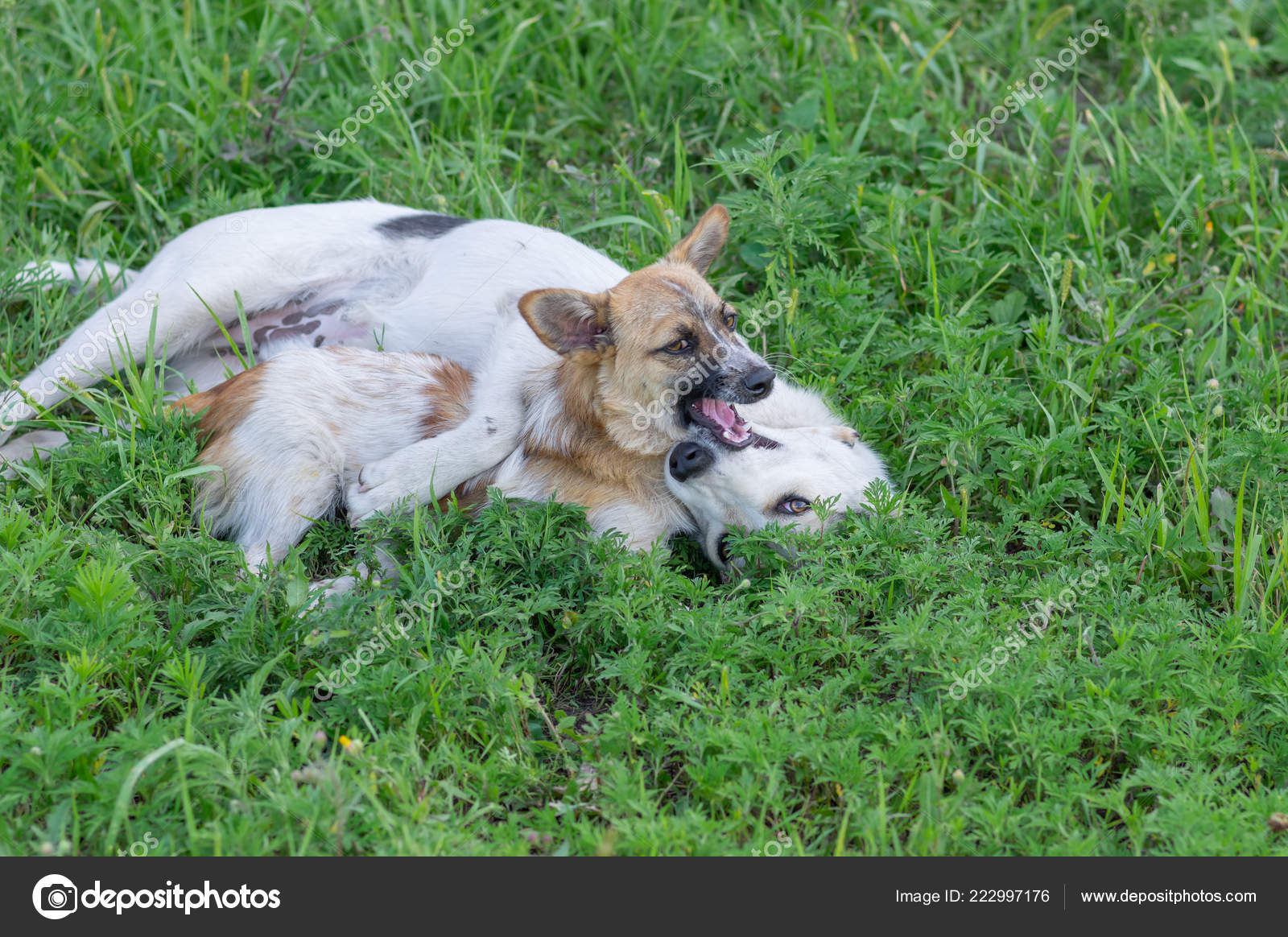 Petit Chien Jouant Avec Gros Chien Dans Herbe été