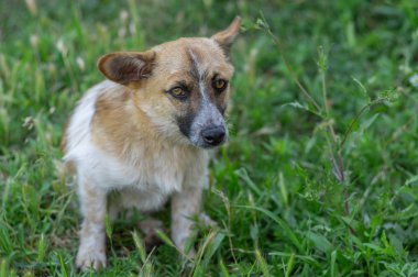Sevimli küçük karışık doğurmak köpek yaz otların arasında oturan şüpheli bakışla portresi