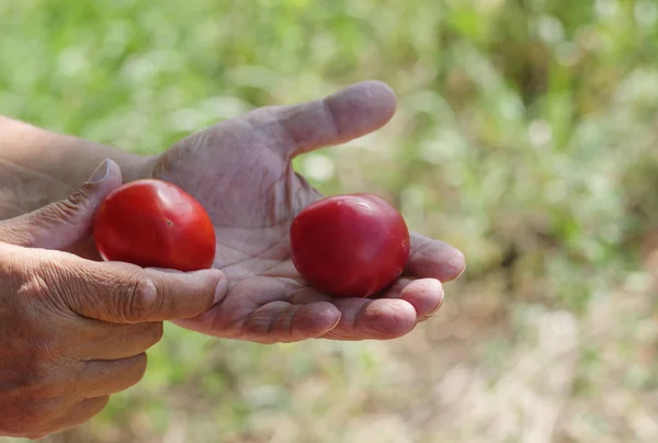 Raue Bauernhände Nehmen Zwei Bio Tomaten Vor Natürlichem Hintergrund — Stockfoto