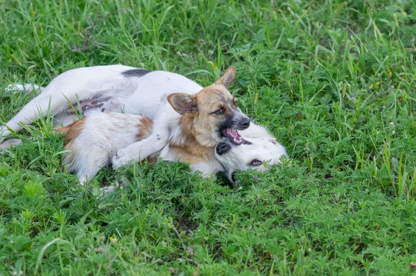 Маленькая Собака Играет Большой Собакой Летней Траве — стоковое фото