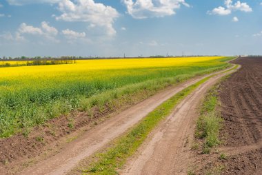 Bahar yatay, çiçekli kolza tohumu alan ve toprak yol merkezi Ukrayna
