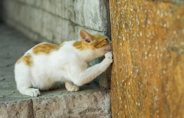 Jeune Chat Européen Aux Cheveux Courts Appelant Souris Cachée Duel — Photo