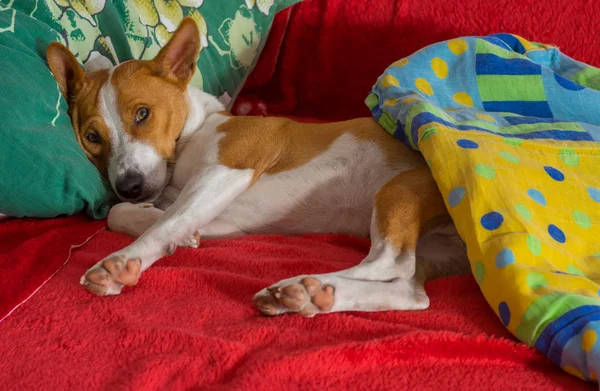 Schattig Basenji Siesta Gelet Favoriete Plek Het Bed — Stockfoto