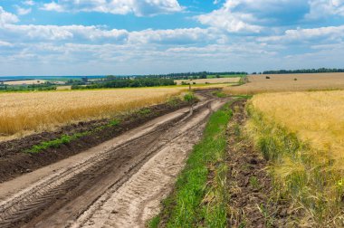 Yaz sezonu buğday alan arasında toprak yol ile Ukrayna kırsal manzara
