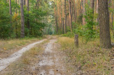 Akşam karışık orman içinde boş toprak yol 