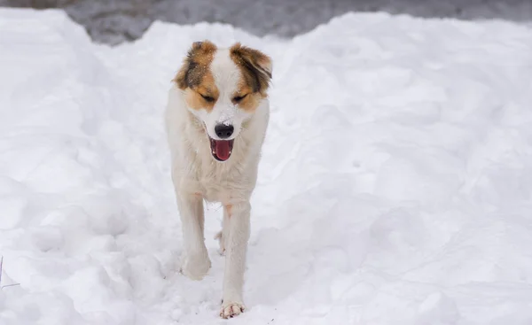 Cão Misto Gosta Temporada Inverno — Fotografia de Stock
