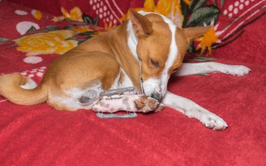 Alçaklık köpek arka ayaklarda metal garip şey yakınındaki temiz yalamak istiyor. Köpek pençe kırık sonra ameliyat oldu