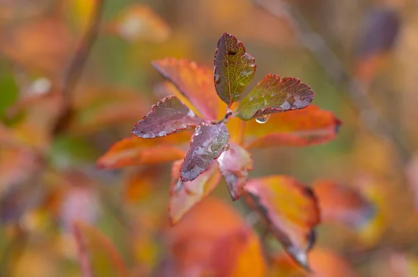 紅葉の木の枝は 露の滴で覆われています — ストック写真