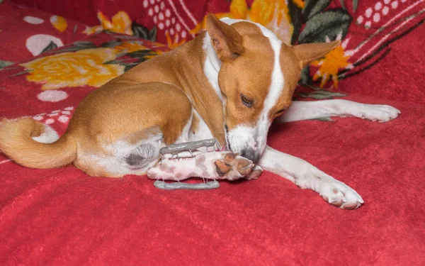Alçaklık köpek arka ayaklarda metal garip şey yakınındaki temiz yalamak istiyor. Köpek pençe kırık sonra ameliyat oldu