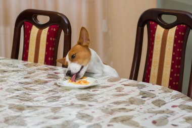 Cheeky dog steals sauerkraut lost in a plate while beings home alone clipart