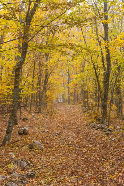 Ziemia Natura Droga Krymskim Drewna Bukowego Lasu Mglisty Jesienny Dzień — Zdjęcie stockowe