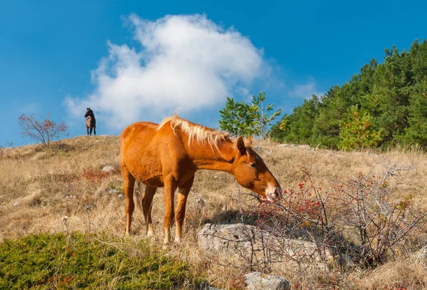 Симпатичные Лошадиные Бедра Крымских Горах — стоковое фото