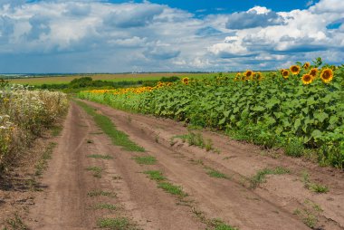 Yaz sezonu alanları merkezi Ukrayna arasında yol ile kırsal manzara