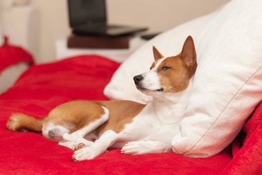 Şirin alçaklık kanepe lüks minder üzerinde dinlenme sahip