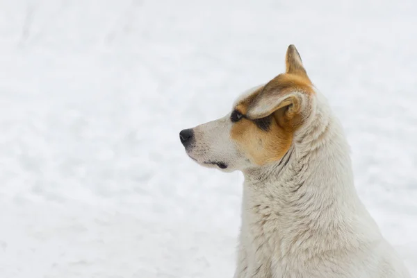 混合された品種 白い雪に対してフラップ耳通り犬の屋外のポートレート — ストック写真