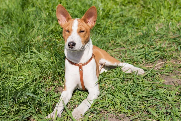 Cãozinho Basenji Mês Idade Tendo Resto Primavera Uma Grama Dia — Fotografia de Stock