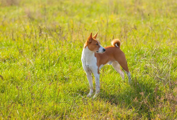 Lindo Perro Basenji Parque Otoñal Pie Pose Elegante —  Fotos de Stock