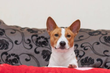 Kraliyet alçaklık, tahta-Divan arıyorum kapalı portresi