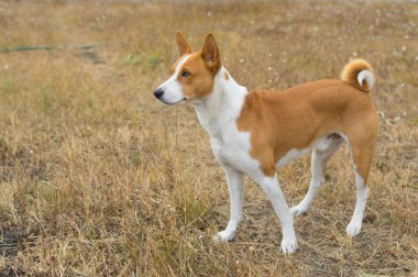 Alçaklık köpek sonbahar çimleri içinde açık portresi