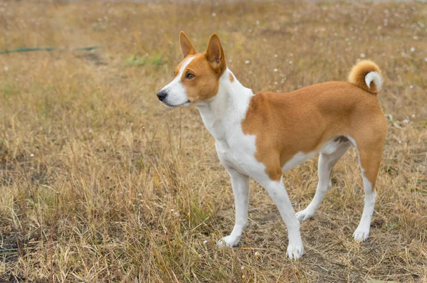 Venkovní Portrét Psa Basenji Podzimní Trávě — Stock fotografie