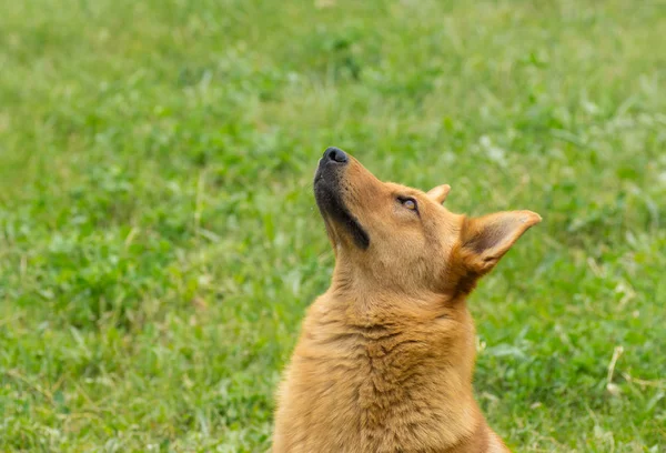 Портрет Милой Собаки Смешанной Породы Смотрящей Вверх Ждущей Пищи Небес — стоковое фото