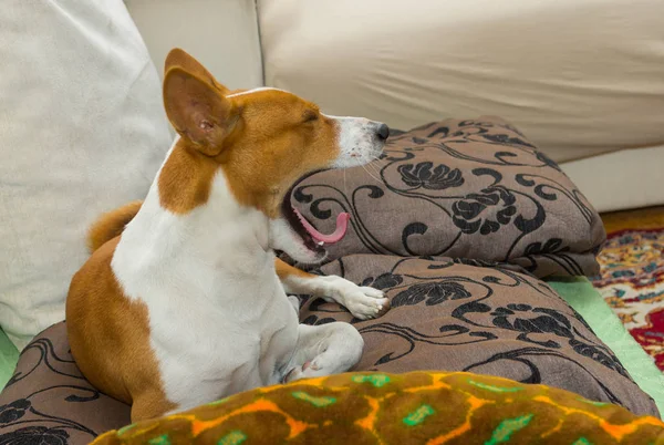 Yawning morning in a bed of lovely basenji dog