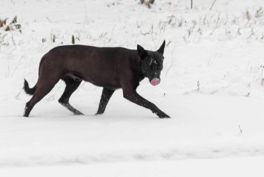 Sahne yalıyor avcılık sokak köpeği olmak burun görmek av