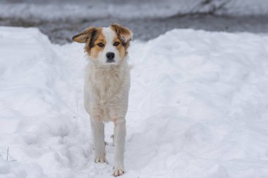 Kış sezonu kendi toprakları koruyan karma doğurmak köpek