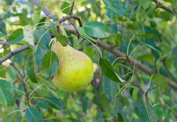 Érett Bio Körte Ültetvény Közelről — Stock Fotó