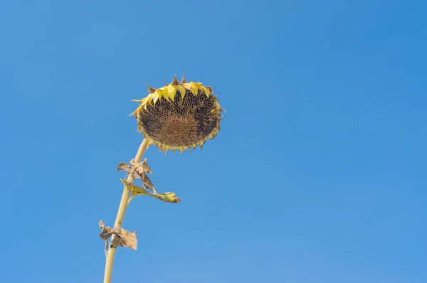 青い空と美しい熟したヒマワリ — ストック写真